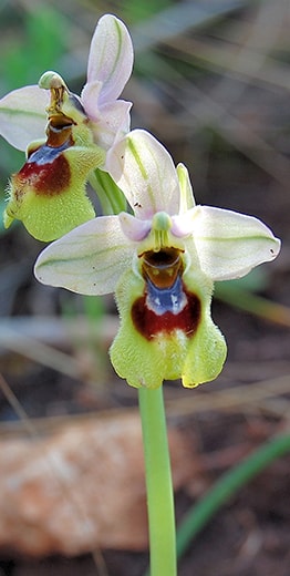 Entdecken Sie die wilden Orchideen